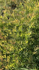 Vicia biennis