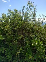 Desmanthus pernambucanus