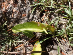 Ophioglossum pusillum