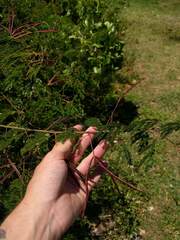 Desmanthus pernambucanus