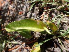 Ophioglossum pusillum