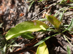 Ophioglossum pusillum