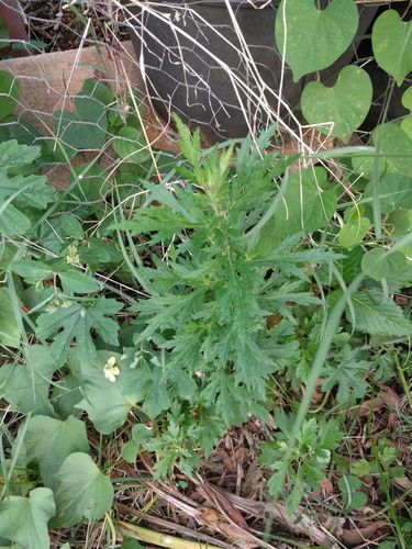 Artemisia vulgaris, 2021-08-08