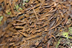 Cyathea medullaris