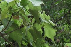 Sparrmannia africana