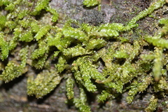 Weymouthia cochlearifolia