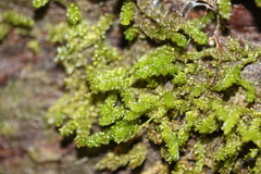 Weymouthia cochlearifolia