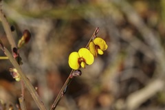 Bossiaea ensata