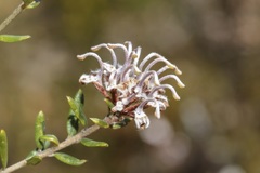 Grevillea sphacelata