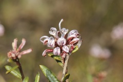 Grevillea sphacelata