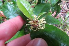 Trichocladus crinitus