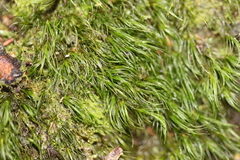 Dicranoloma menziesii
