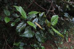 Trichocladus crinitus