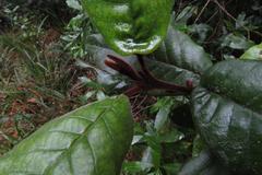 Trichocladus crinitus