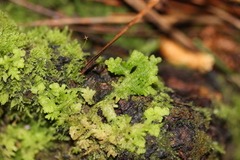 Trichocolea hatcheri