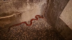 Euprepiophis conspicillata