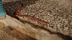 Euprepiophis conspicillata