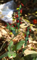 Oncopeltus nigriceps