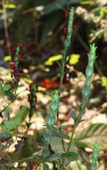 Oncopeltus nigriceps