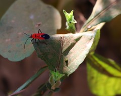 Oncopeltus nigriceps