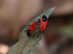 Oncopeltus nigriceps