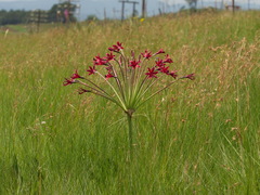 Brunsvigia undulata