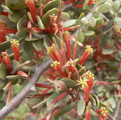 Septulina glauca