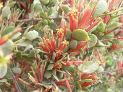 Septulina glauca