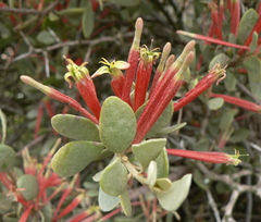 Septulina glauca