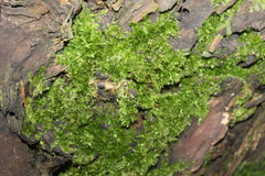 Sematophyllaceae
