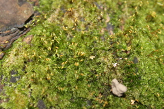Sematophyllaceae