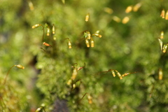 Sematophyllaceae