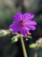 Mirabilis linearis decipiens