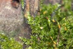 Sematophyllaceae