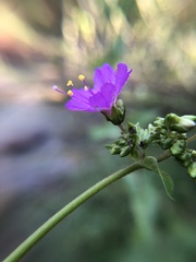 Mirabilis linearis decipiens