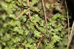 Catharomnion ciliatum