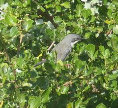 Apalis thoracica capensis