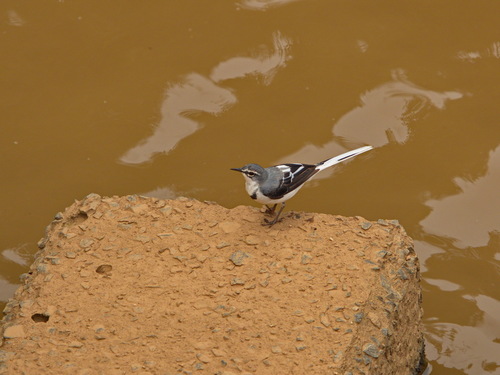 Lavandera Clara (Motacilla clara)