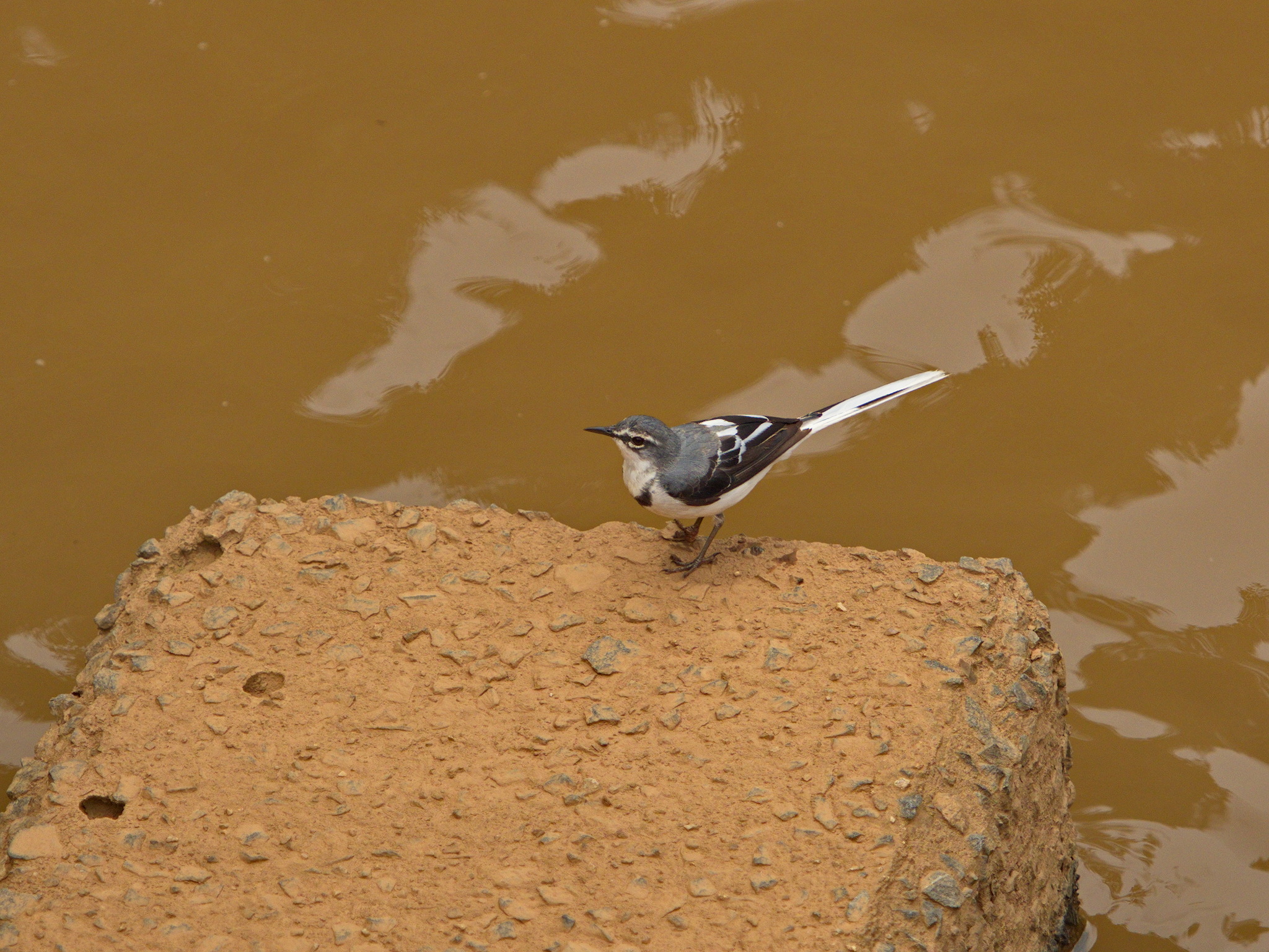 Mountain Wagtail illustration