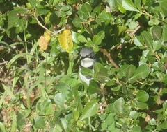 Apalis thoracica capensis
