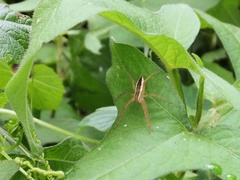 Dolomedes saganus