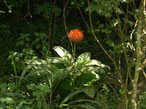 Scadoxus multiflorus