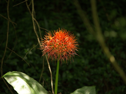 Scadoxus multiflorus