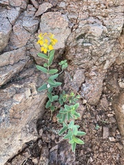 Aspicarpa hirtella