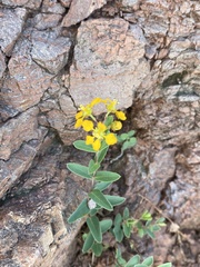 Aspicarpa hirtella