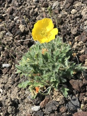 Papaver microcarpum