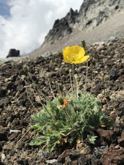 Papaver microcarpum