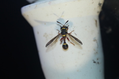 Polybiomyia bellardii