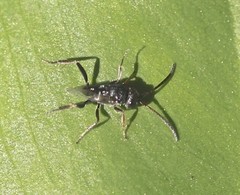 Evanioidea