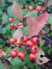 Crataegus dahurica